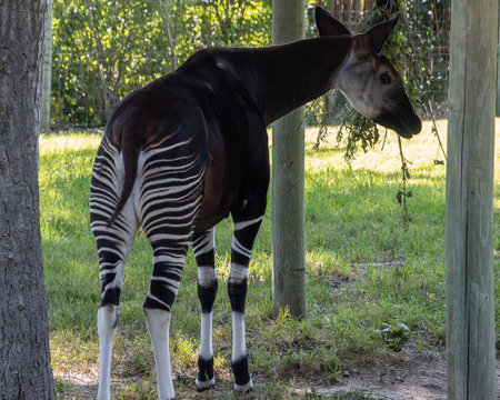 A rare okapi is present in a tranquil setting, its distinctive features on display. The animal stands near a wooden post, basking in the calm atmosphere of the lush greenery.の写真素材