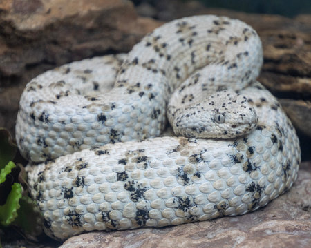 A rare desert snake with a distinctive white and black pattern is coiled comfortably on a rocky surface. The setting showcases a natural habitat, illuminated by soft daylight.の写真素材