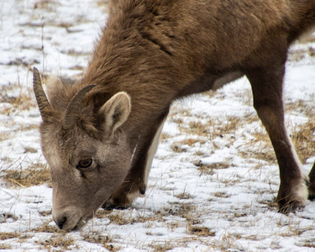 A young bighorn sheep grazes on grasses peeking through the snow in a quiet winter setting, showcasing the beauty of wildlife in its natural habitat.の写真素材