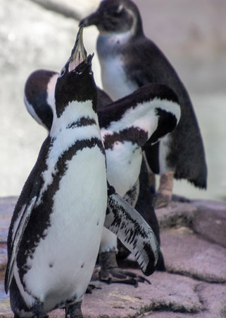 A group of black and white penguins gathers near the water's edge, displaying social behavior. One penguin is calling out while others appear curious in their aquatic environment.の写真素材