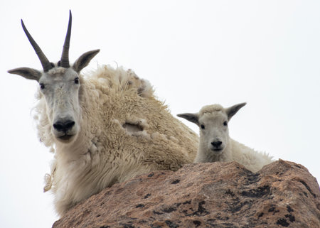 A pair of mountain goats, one adult and one kid, are perched on a rocky ledge. They appear calm, gazing into the distance on an overcast day in a mountainous area.の写真素材