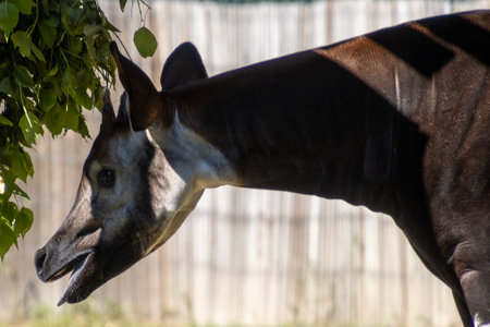 An okapi is seen stretching its neck to nibble on leaves from a tree, showcasing its unique anatomy. The setting is bright and tranquil, illustrating the animal's natural behavior.の写真素材