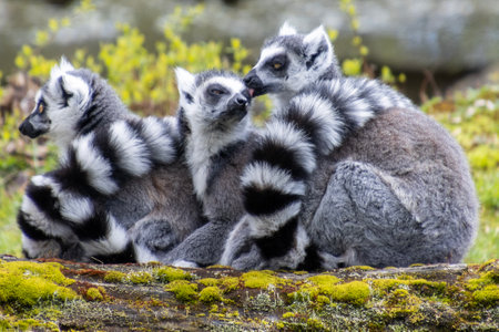 A group of three lemurs is nestled closely on a mossy log, showcasing their playful nature. The sun casts a warm glow over their striking black and white fur, surrounded by lush greenery.の写真素材