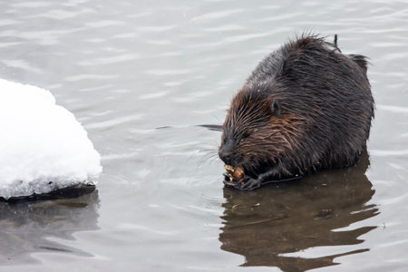 A beaver is actively foraging for food in a calm pond surrounded by melting ice, demonstrating its natural behavior in a tranquil winter landscape.の写真素材