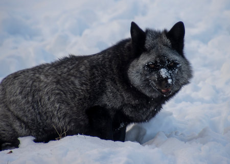 A wild arctic fox with a thick grey coat plays in the deep snow, showcasing its adaptability to cold environments. Its whiskers are frosted, reflecting the harsh winter conditions.の写真素材