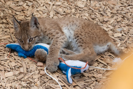 A young lynx is engaged in playful activity, using its paws to explore and interact with a vibrant plush toy on wood chips, showcasing natural curiosity and playful behavior.の写真素材