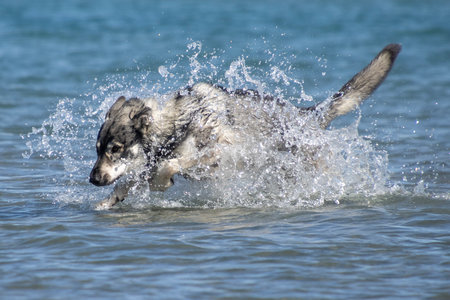 A dog is happily playing in the shallow water at the beach, splashing around and enjoying the sunny...