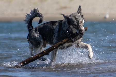 A dog plays in shallow water, energetically retrieving a stick. The sun shines brightly, casting...