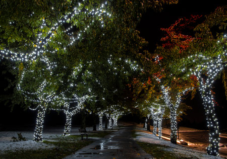 Twinkling lights adorn trees along a peaceful pathway, providing a magical atmosphere in the park. The leaves hint at autumn colors while the ground shows traces of recent snow.の写真素材