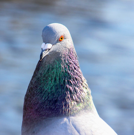 A pigeon stands prominently with iridescent feathers under sunlight, showcasing its beauty. The background features a tranquil body of water, creating a serene atmosphere.の写真素材