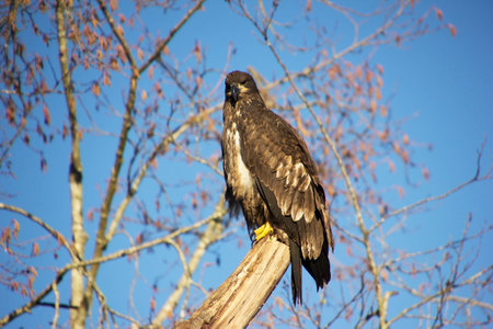A bald eagle stands proudly on a branch, showcasing its intricate feathers. The backdrop features bare trees with remnants of autumn leaves and a bright blue sky, indicating the changing season.の写真素材