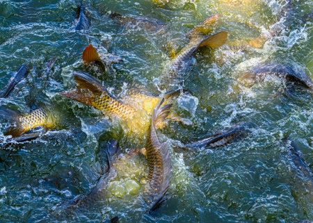 Carp can be seen thrashing around in the clear water of a river on a sunny afternoon. Their scales shimmer as they splash, creating ripples across the surface.の写真素材