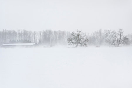 Heavy snowfall obscures the view of a vast white landscape. A solitary tree stands out against the stormy weather, with a distant barn barely visible.の写真素材