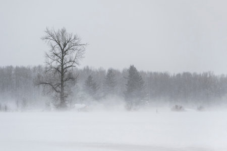 A barren winter landscape features a solitary tree amidst a thick blanket of snow. Surrounding trees...
