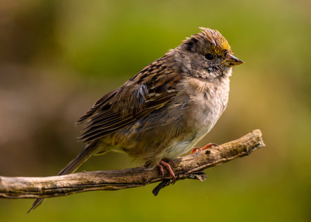 A golden crowned sparrow sits calmly on a thin branch, showcasing its feathers. The soft green...
