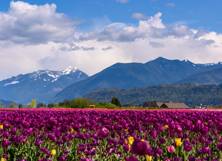 A colorful array of tulips in shades of purple and yellow stretches across a vast field, set against majestic mountains and a dramatic sky. Spring brings beauty to the hills.の写真素材