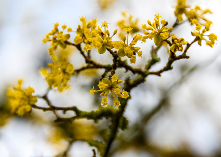 Delicate yellow flowers flourish on slender branches, showcasing nature's beauty in a tranquil...