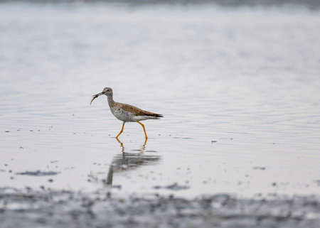 A yellowleg shorebird wades through shallow water, catching a small fish with its beak. The calm setting highlights the bird's distinctive plumage and natural habitat.の写真素材