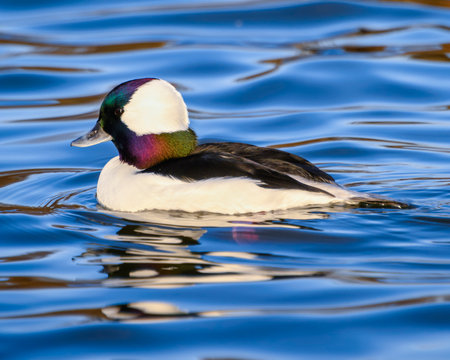 A vibrant male bufflehead duck glides gracefully across calm blue water, showcasing its striking...