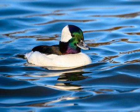 A vibrant bufflehead male duck with a striking green and purple head glides across the tranquil lake surface, creating gentle ripples. The sunlight reflects off the water's blue depths.の写真素材