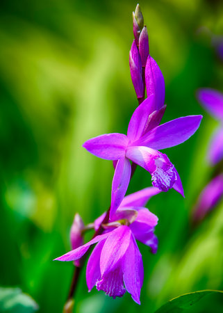 Colorful purple flowers stand out against a backdrop of green foliage. The sunlight enhances the vivid hues, inviting admiration of nature's intricate designs.の写真素材