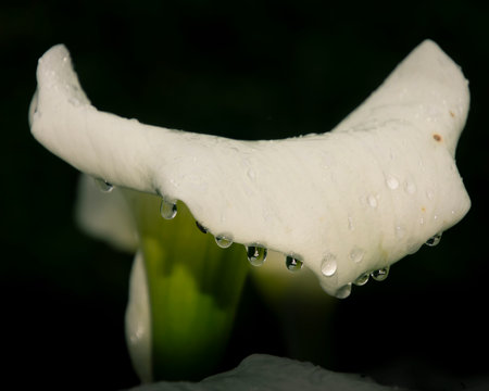 A beautiful white flower displays soft petals adorned with water droplets, glistening in the early morning light. The serene garden setting enhances its natural beauty.の写真素材