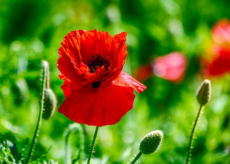A striking red poppy stands tall surrounded by green foliage in a meadow. The vibrant flower captures the essence of spring, enhanced by soft sunlight filtering through leaves.の写真素材
