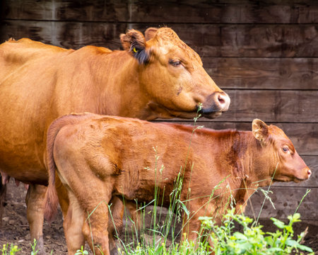 A mother cow and her young calf graze together in a vibrant grassy area. The warm sunlight highlights their golden-brown coats as they enjoy the tranquility of the rural setting.の写真素材