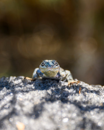A lizard rests on a rugged rock in a sunlit forest. Its vibrant colors and intricate patterns are...