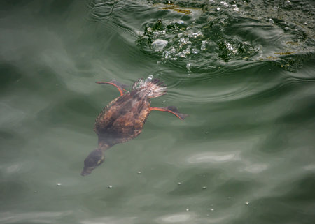 A black scooter female dives under the sea to catch clams. It creates a serene atmosphere.の写真素材