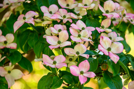 Vibrant pink and white dogwood flowers are in full bloom on lush green foliage in a tranquil garden setting. The beauty of spring is evident as nature thrives.の写真素材
