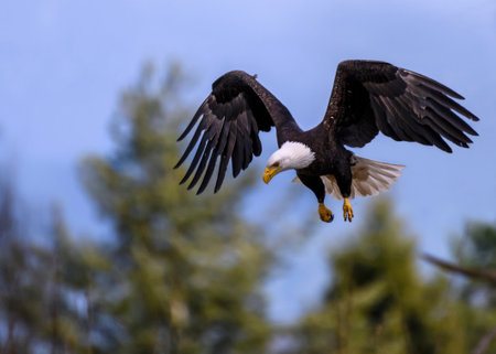 A bald eagle gracefully glides through a clear blue sky, its wings spread wide. Below, vibrant green...