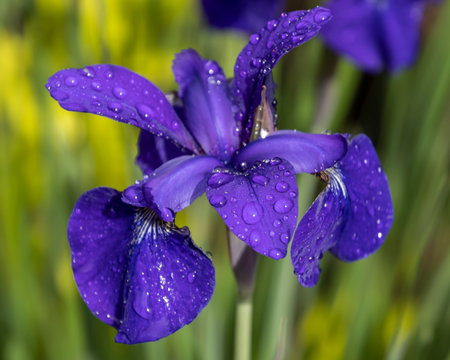 A striking purple iris flower blooms, covered in glistening water droplets after a refreshing morning rain. Surrounding greenery enhances its vivid colors in the garden setting.の写真素材