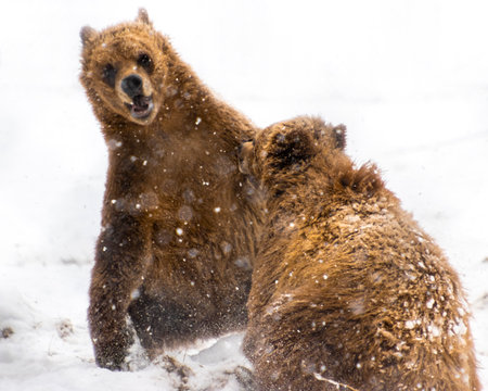 Two grizzly bear cubs engage in playful behavior amidst snowflakes falling in a winter landscape. Their fur is dusted with snow, showcasing a lively encounter in nature.の写真素材