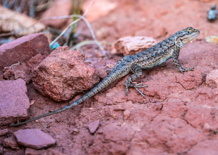 A lizard moves across the reddish soil, navigating between rocks in its natural environment. Sunlight highlights its textured skin as it explores the area.の写真素材