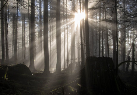 Sunlight streams down through the tall trees of a dense forest, illuminating the mist that clings to the ground. The peaceful scene portrays nature's beauty at dawn, inviting exploration.の写真素材