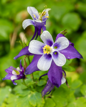 Vibrant purple and white flowers stand out against lush greenery, adorned with raindrops on their petals, showcasing spring's beauty. A serene moment in nature invites admiration.の写真素材