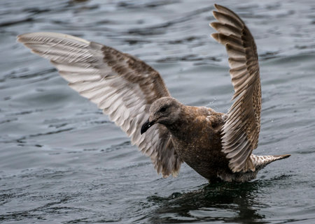 A brown seabird gracefully lands on the tranquil surface of the water, its wings fully extended. This moment captures the serene beauty of nature during dawn.の写真素材
