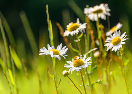 In a vibrant meadow filled with blooming daisies, a bee works diligently on a flower, gathering pollen under the warm sun in the afternoon. The lush greenery surrounds the blossoms.の写真素材