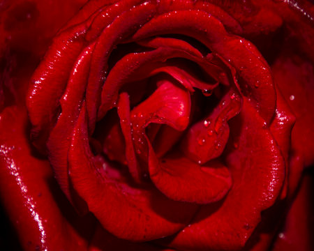 A beautiful red rose displays its intricate petals, glistening with water droplets, capturing the essence of nature's elegance during a peaceful morning.の写真素材