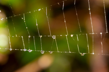 In a serene forest, dew drops cling to the fine threads of a spider web, sparkling in the morning light. The intricate design showcases nature's artistry and beauty.の写真素材