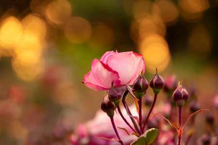 A delicate pink rose stands out among budding flowers in a vibrant garden during golden hour, surrounded by soft, blurred lights that enhance its beauty.の写真素材