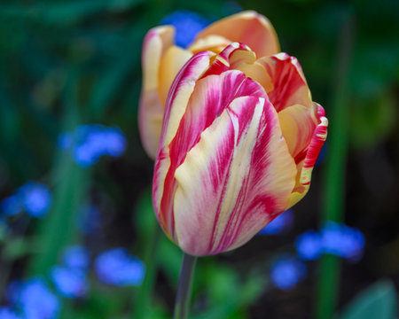 Tulips with striking red and yellow streaks stand tall in a lush garden. Surrounding them are small blue flowers, creating a delightful spring landscape.の写真素材