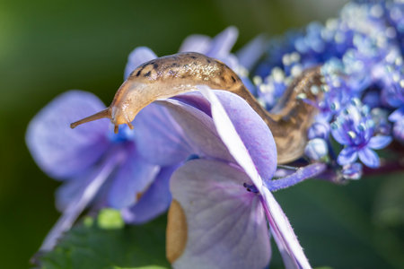 A slug is seen gracefully moving on purple blossoms in a vibrant garden during a sunny afternoon, showcasing the delicate beauty of nature.の写真素材