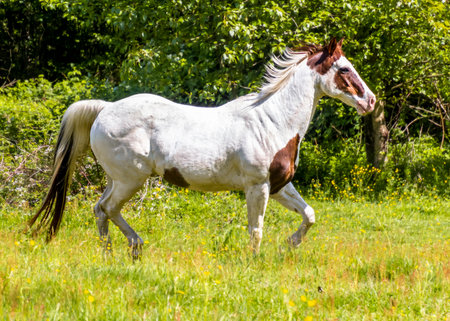 A stunning horse runs gracefully through a lush, green field under bright sunlight. The surrounding...
