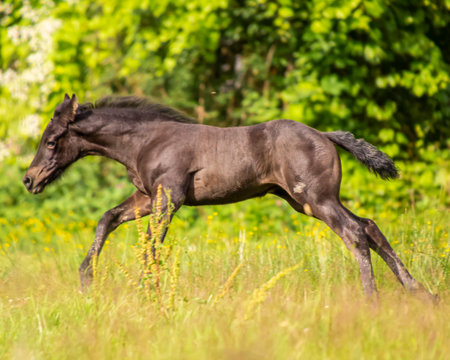 A young horse gallops joyfully across a vibrant green meadow filled with wildflowers. The sunlight illuminates the horse's sleek coat, highlighting its energy.の写真素材
