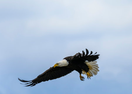 A bald eagle glides gracefully through the sky, showcasing its powerful wingspan. The clear blue...