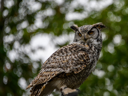 A striking owl with intricate plumage is perched on a branch, showcasing its fierce gaze and...