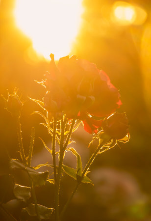 A delicate rose stands tall, bathed in the warm glow of the setting sun, with ethereal sunlight filtering through the garden, creating a serene atmosphere.の写真素材