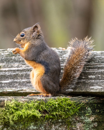 A small Douglas squirrel perches on a weathered log covered in moss. Its fur is brown and gray with...